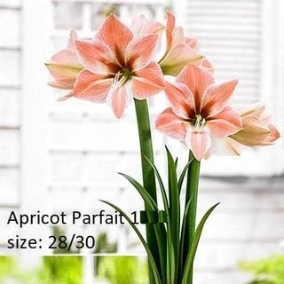 Củ hoa lan huệ ngoại Hà Lan Apricot parfait