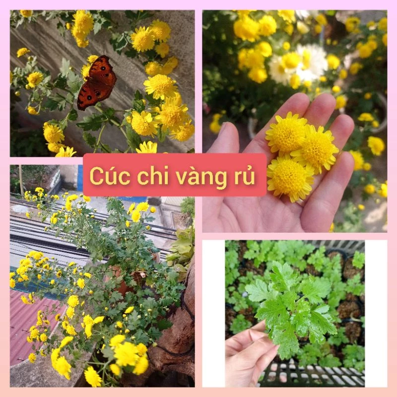 Cúc chi vàng rủ làm trà (bầu cây giống ổn định)