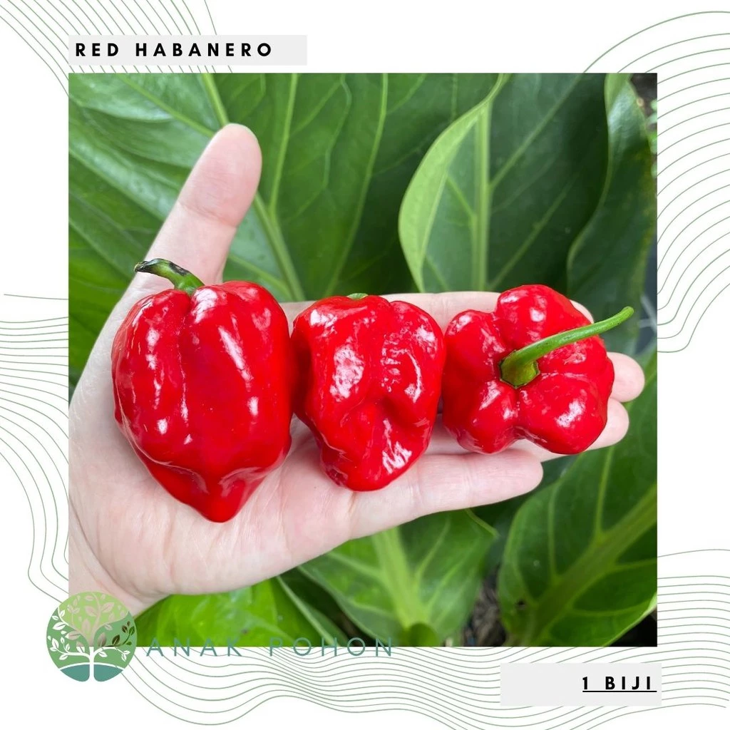 Hạt Ớt đỏ Habanero 15h