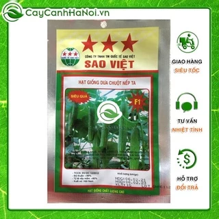 Hạt giống dưa chuột nếp ta cao sản , hạt dưa leo dễ trồng nhanh ra quả gói 10 hạt 🌱