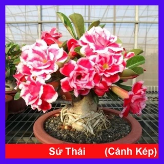 Cây hoa sứ thái - cây cảnh đẹp