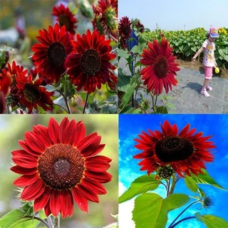 Gói 20 Hạt Giống Hoa Hướng Dương Đỏ - Velvet (Helianthus annuus)