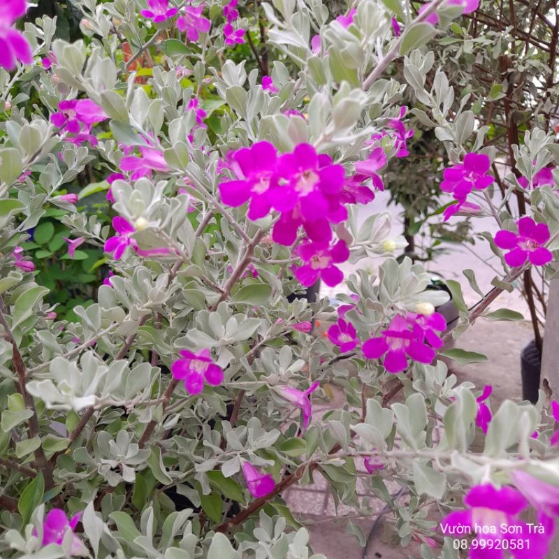(VHST giao TP.HCM trong ngày) CÂY HOA TUYẾT SƠN PHI HỒ, hoa tím, đang hoa.