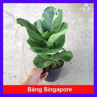 Cây Bàng Singapore - Cây cảnh sân vườn