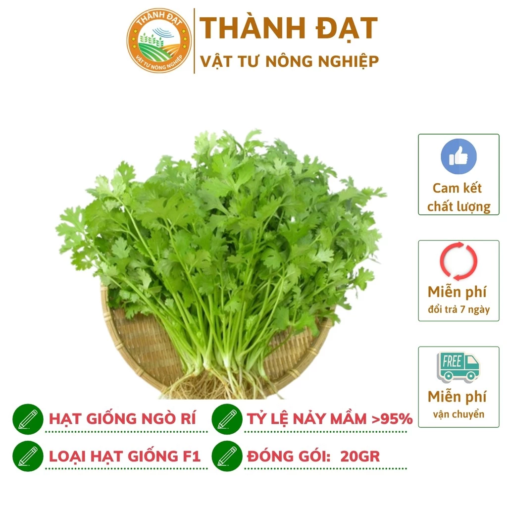 Hạt gống rau Ngò Rí, ( Hạt giống rau mùi ta) Dễ Trồng, Cây Sinh Trưởng và Kháng Bệnh Tốt, Gói 20 Gram