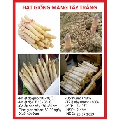 Hạt giống măng tây trắng F1 KNS1109 - Gói 10 hạt