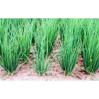 Hạt Giống Hành Lá Cao Sản ( 2gr ) - Thơm, Giàu Dinh Dưỡng - MUA 3 TẶNG 1 CÙNG LOẠI