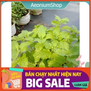 Cây Bạc Hà Sả Chanh - Lemon Balm Chậu Lớn 🙄