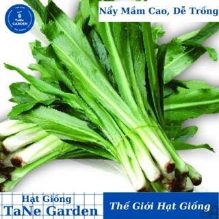 2Gr Hạt Giống Mùi Tàu/ Ngò Gai - TaNe Garden