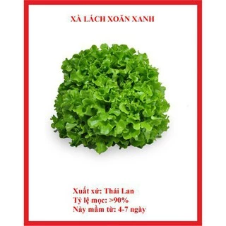 Hạt giống xà lách xoăn xanh 5gram