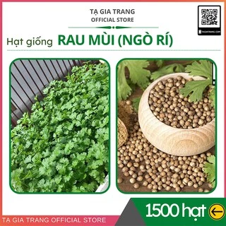 [Top Bán Chạy] - Hạt giống rau mùi ta (rau ngò rí - mùi tía) - Shop hạt giống Tạ Gia Trang