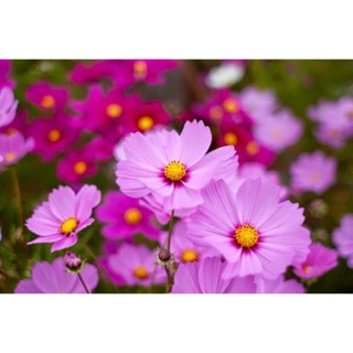 Hạt giống hoa Sao nhái Mix 100H (Cosmos) (Cúc cánh bướm) ☘️🌸