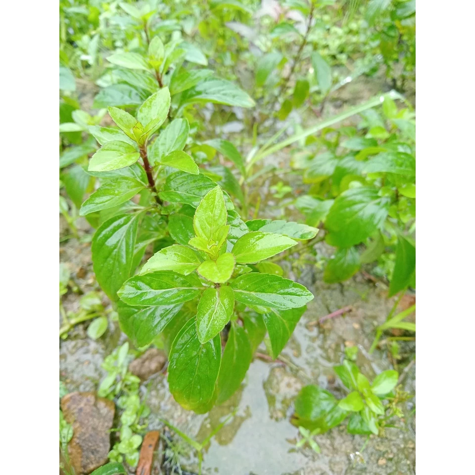 cây giống rau húng dũi. 5-7 cây/1 cây húng chanh/cây gia vị