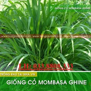 Hạt giống cỏ Mombasa Ghine - Cỏ xả lá lớn  gói 50g - Hạt Giống Cỏ Chăn Nuôi - Cỏ Chăn Nuôi bò,dê,cừu,cá...