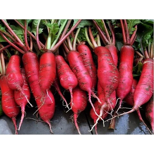 Hạt giống củ cải đỏ sapa -  Rau củ quả trồng tại vườn, sân thượng, nông trang, ban công