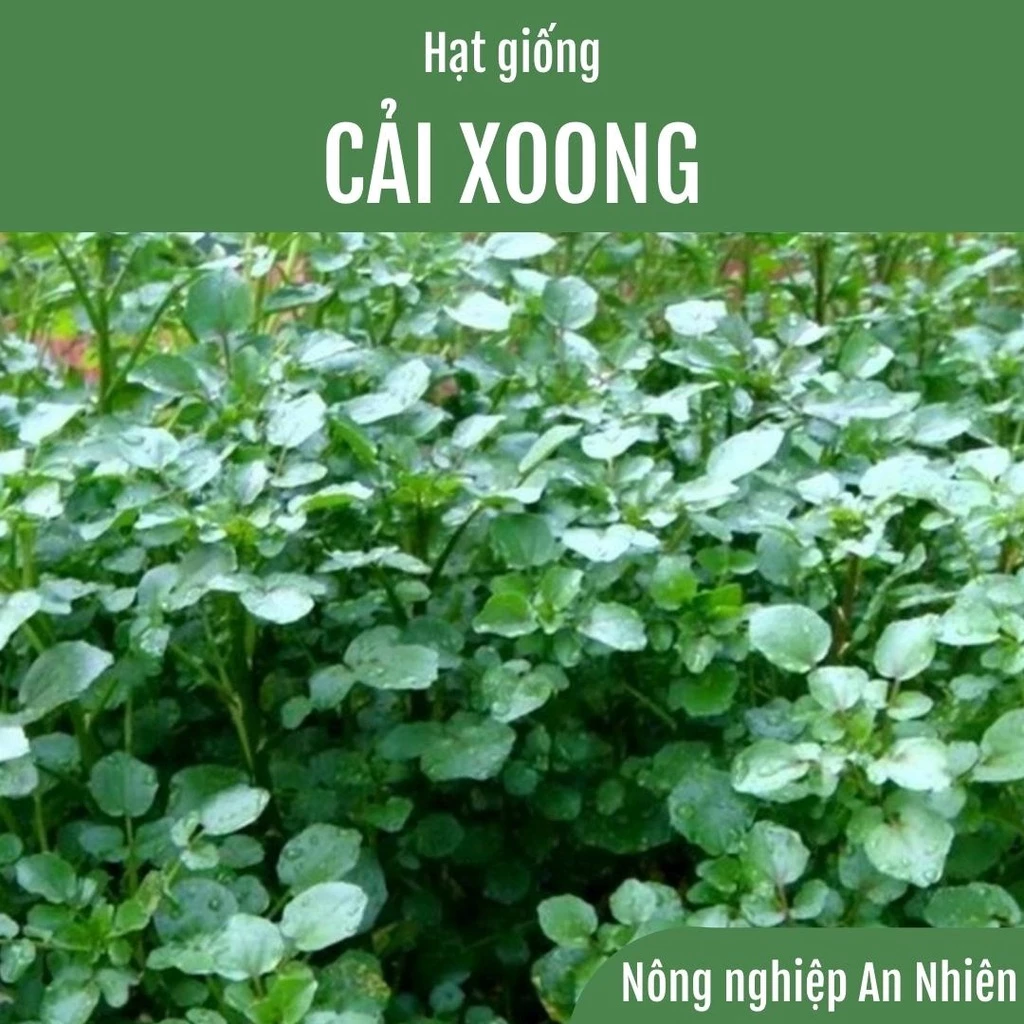 350 hạt giống Rau Xà Lách Xoong, Cải Xoong Mỹ