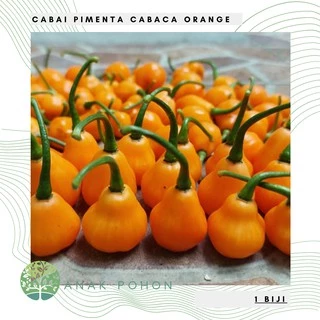 Hạt giống - Ớt Pimenta Cabaca Orange (Quả rất năng suất) 15h