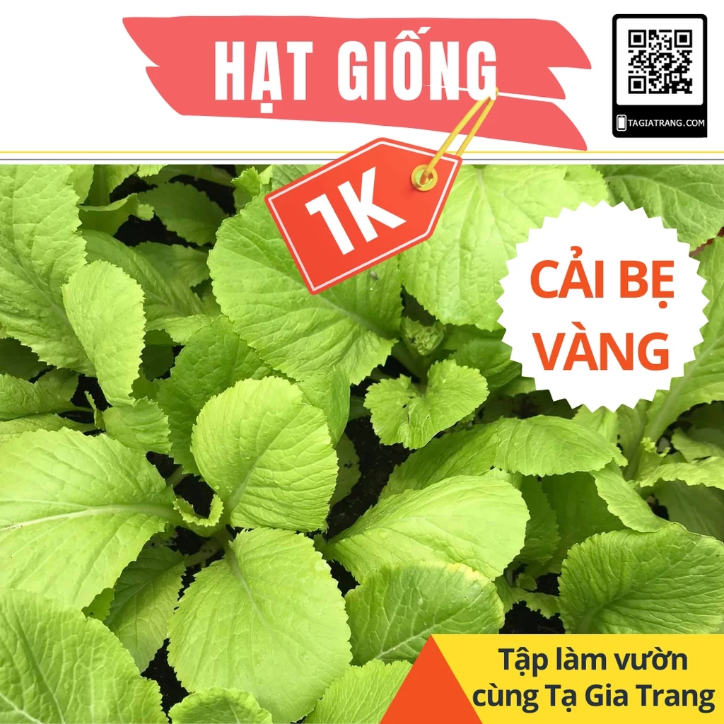 [Deal 1K] - 100 Hạt giống cải bẹ vàng - Tập làm vườn cùng Tạ Gia Trang