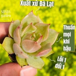 Sen đá đế vương xám SONDA GARDEN size mini 2.5-4cm, cây cảnh trang trí nhà cửa, lỗi 1 đổi 1