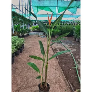 Cây chuối thiên điểu (chuối mỏ két)  cao 60 cm lá to cực đẹp rất nhiều công dụng trong cảnh quan