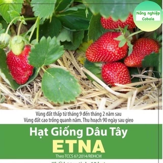 Hạt Giống Dâu Tây Đỏ Siêu Trái, Thơm Ngọt 0.05gr