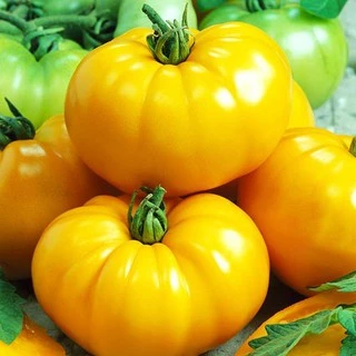 Hạt Giống Cà Chua Vàng Qủa To (80-150 Hạt) - Giàu Vitamin, Năng Suất Cao - MUA 3 TẶNG 1 CÙNG LOẠI