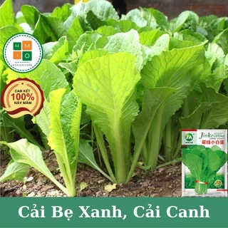 Hạt giống cải bẹ xanh, cải canh thơm ngon