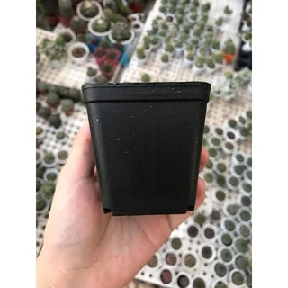 Chậu nhựa trồng sen đá, xương rồng size 7x7 cm màu đen