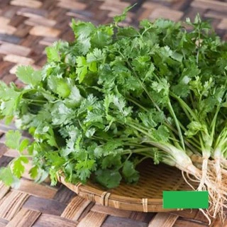 20g Hạt Giống Rau Mùi - Ngò Ta (Apiaceae)