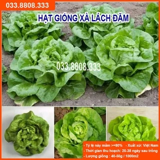 Hạt Giống Xà Lách Đăm ( Xà Lách Hoa Hồng) 2g - Giống Tốt Giá Rẻ