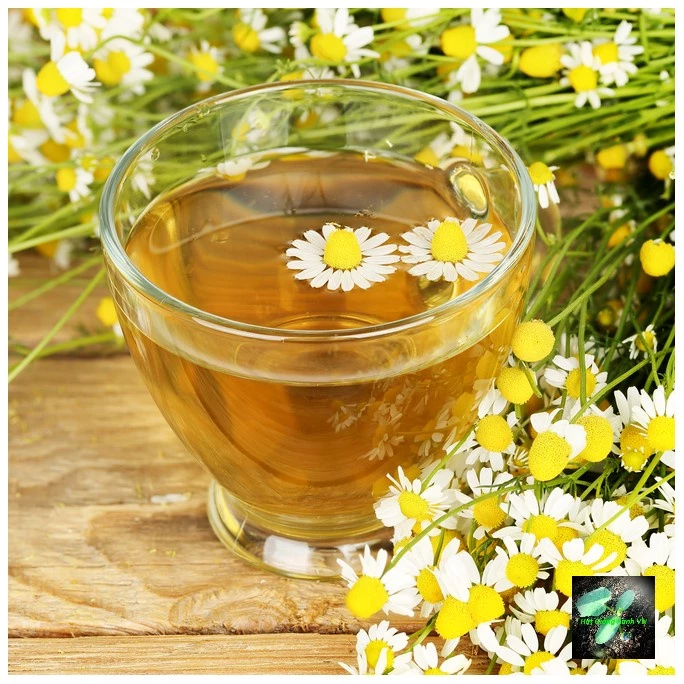 [Seeds] Hạt giống hoa cúc trà CHAMOMILE 216, đóng gói 0.1gr