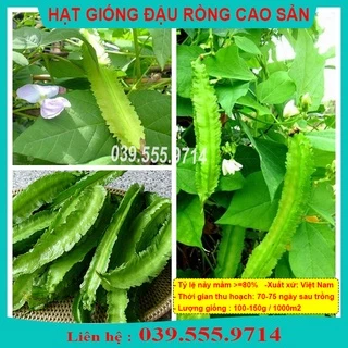 HẠT GIỐNG ĐẬU RỒNG TỨ QUÝ SIÊU QUẢ, SINH TRƯỞNG MẠNH, NGẮN NGÀY