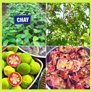 Cây giống chay ruột đỏ khoẻ mạnh