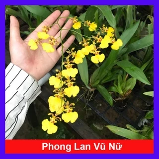 Lan Vũ Nữ - cây cảnh trong nhà