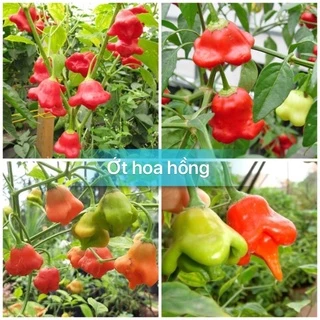 Hạt giống ớt hoa hồng siêu quả trồng quanh năm F1