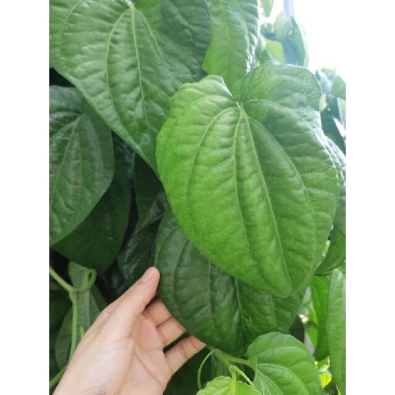 LÁ TRẦU KHÔNG TƯƠI CHUẨN ORGANIC NHÀ EM TRỒNG (20k/100gram )