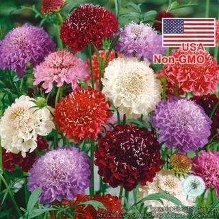 20h Hạt Giống Hoa Cúc Tai Thỏ Cầu Lửa Scabiosa Mix Màu (TLB3| -KD: B21*V74*M154)