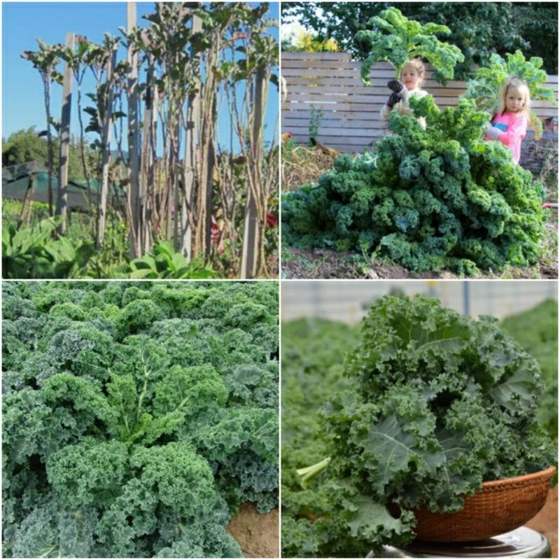 Hạt Giống Cải Xoăn Kale, Giàu Dinh Dưỡng - Gói 2g