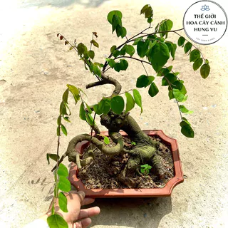 Cây khế bonsai cao 30-40cm - Khế ngọt