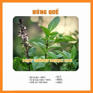 Hạt Giống Rau Húng Quế (Rau Thơm, Rau Gia Vị) - 2Gr