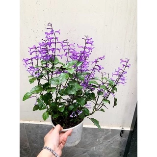 Hoa Mona Lavender (cây giống)