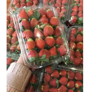 100 hộp Nhựa Đựng Hoa Quả 1KG