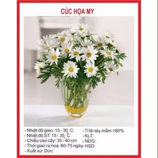 Hạt giống Hoa Cúc Họa My - 50 Hạt