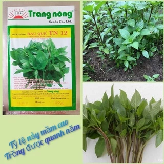 Hạt giống rau húng quế (húng chó) chất lượng cao Trang Nông 10gr