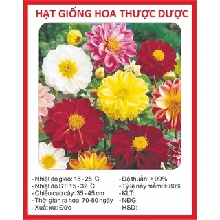 [FreeShip] Hạt Giống Hoa Thược Dược Mix - Siêu Nảy Mầm 4 Mùa