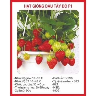 Hạt giống dây tây F1 gói 100 hạt