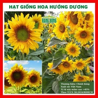 Hạt giống hoa hướng dương cao nhuỵ vàng - rau củ quả trồng chậu, sân vườn ban công nảy mầm cao 1gr RADO858