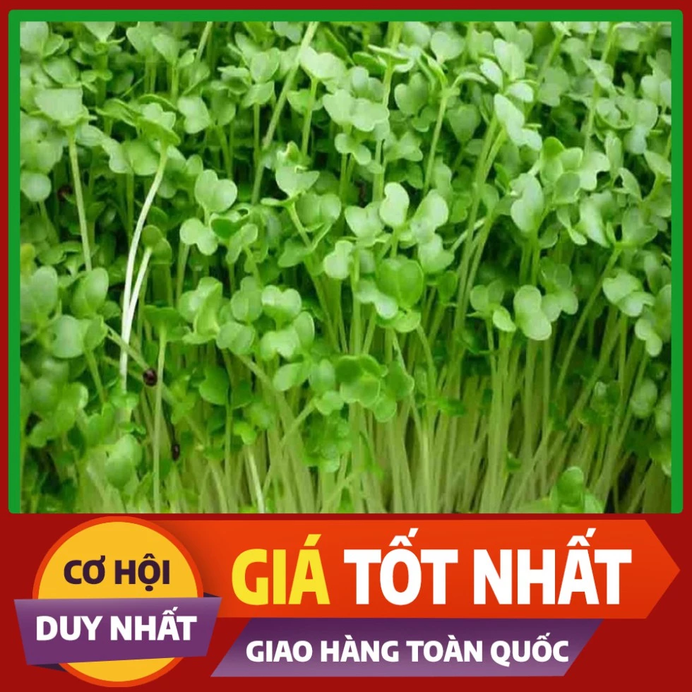 Hạt giống Cải Mầm Đà Lạt - rau ăn lá ngắn ngày