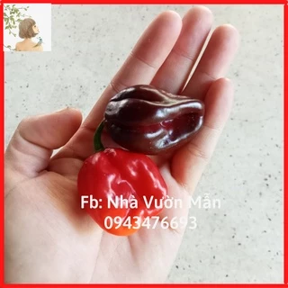 Combo 10 Hạt Giống Ớt Habanero ( Red, Chocolate )