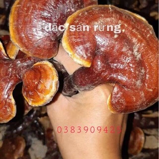 Nấm Lim Xanh Hàng Chuẩn - Đặc sản rừng ( 100g , 500g )